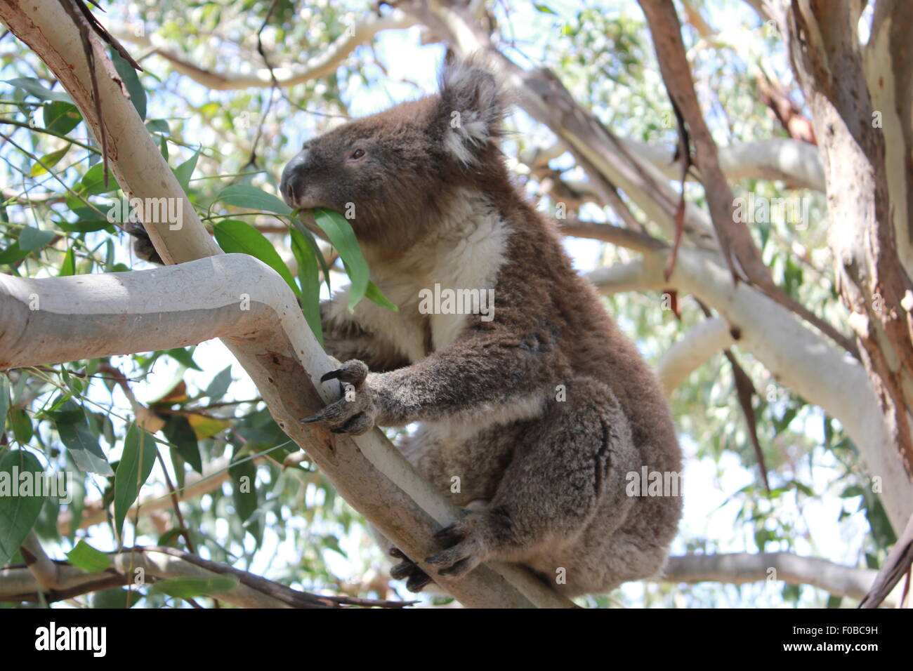 Koala eating leaves hires stock photography and images Alamy