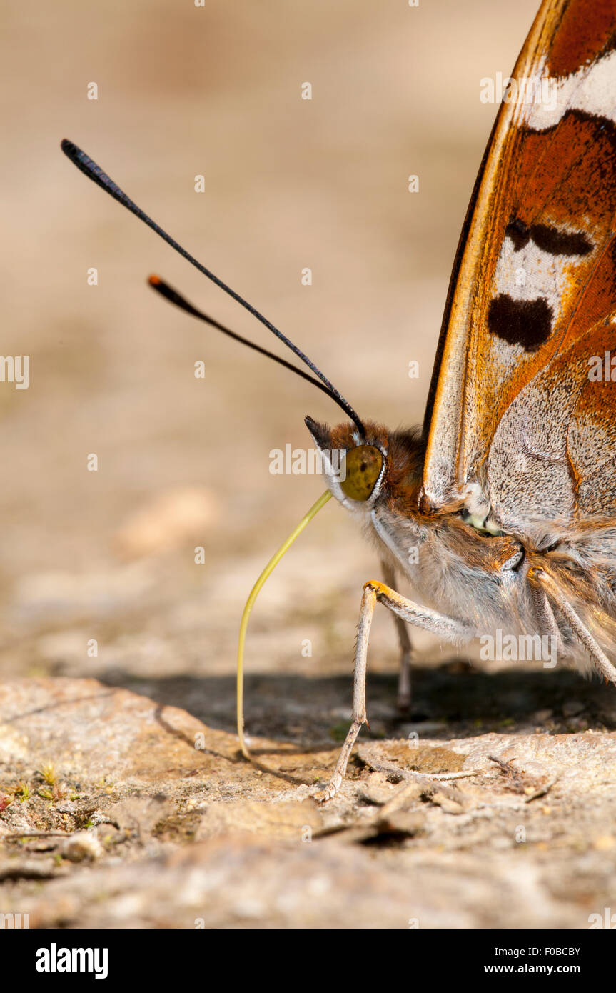 Purple Emperor butterfly (Apatura iris) close-up on the head of an adult male picking up minerals from a sandy path in Lady Wood Stock Photo