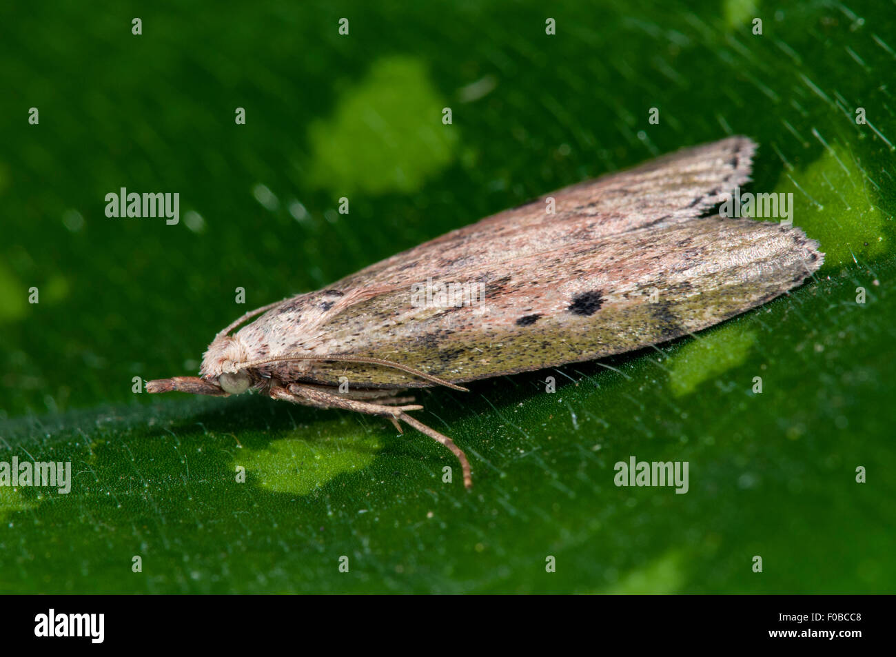 Bee moth (Aphomia sociella) adult, perched on a leaf in a garden in Thirsk, North Yorkshire. July. Stock Photo