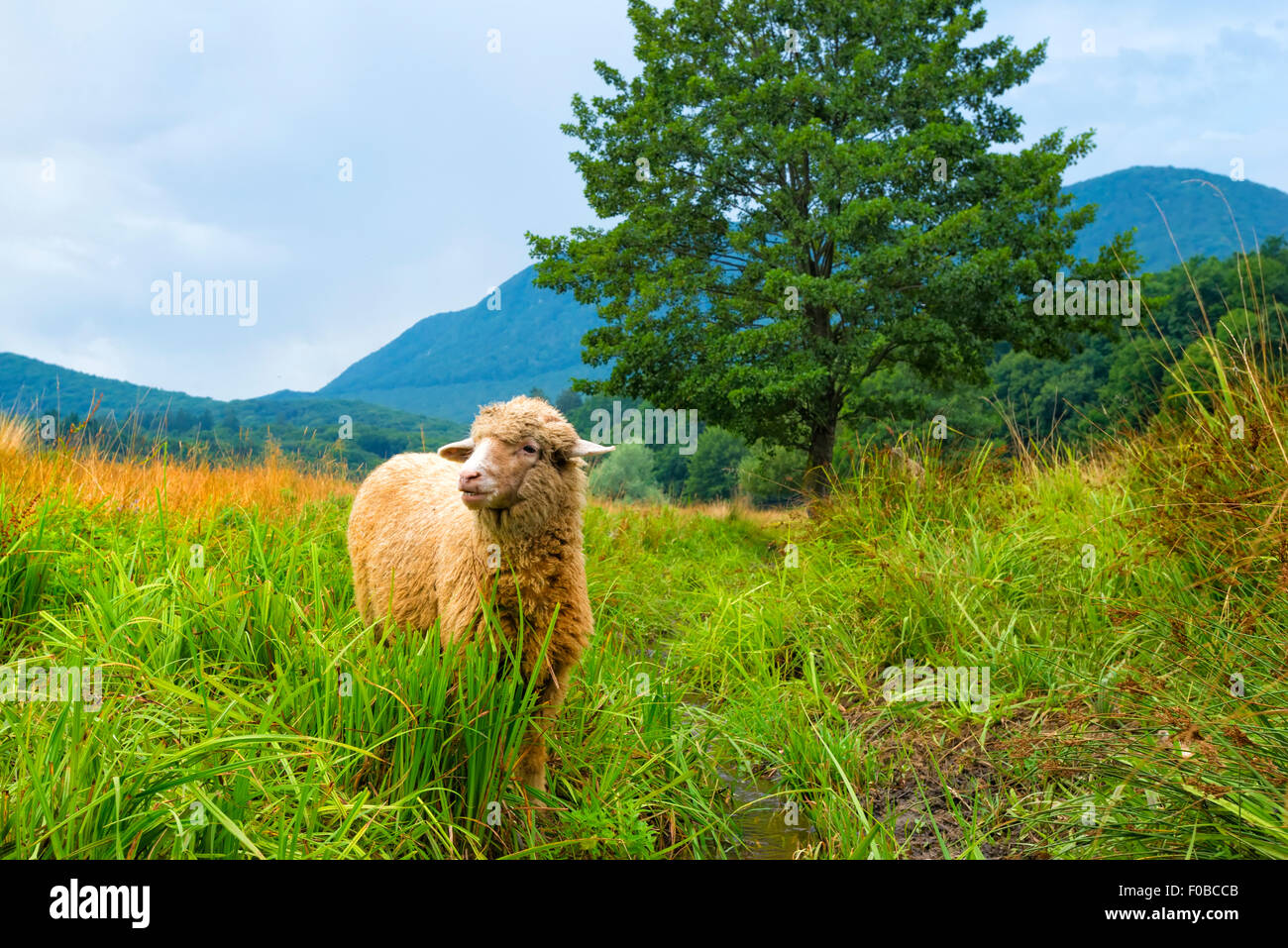 Sheep in a summer landscape Stock Photo