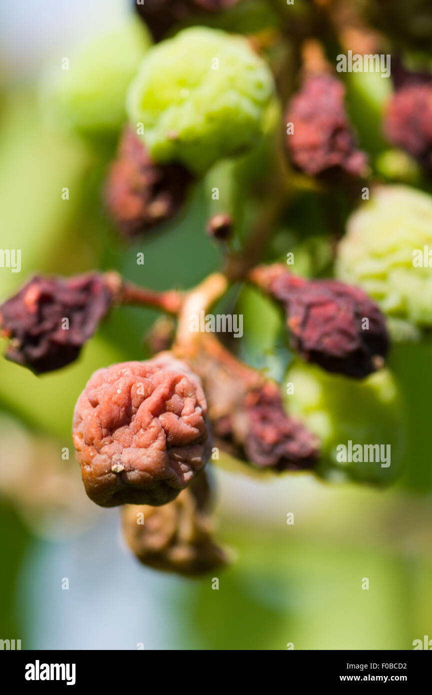 Downey Mildew (plasmopara viticola). One of the most important grapewine's disease Stock Photo