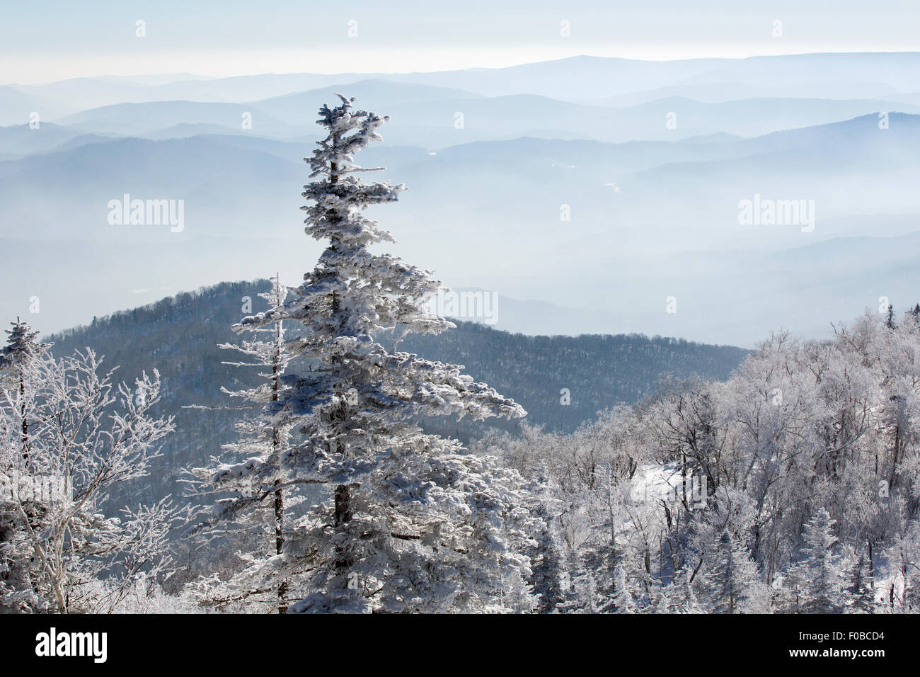 Snow-covered trees, China Stock Photo