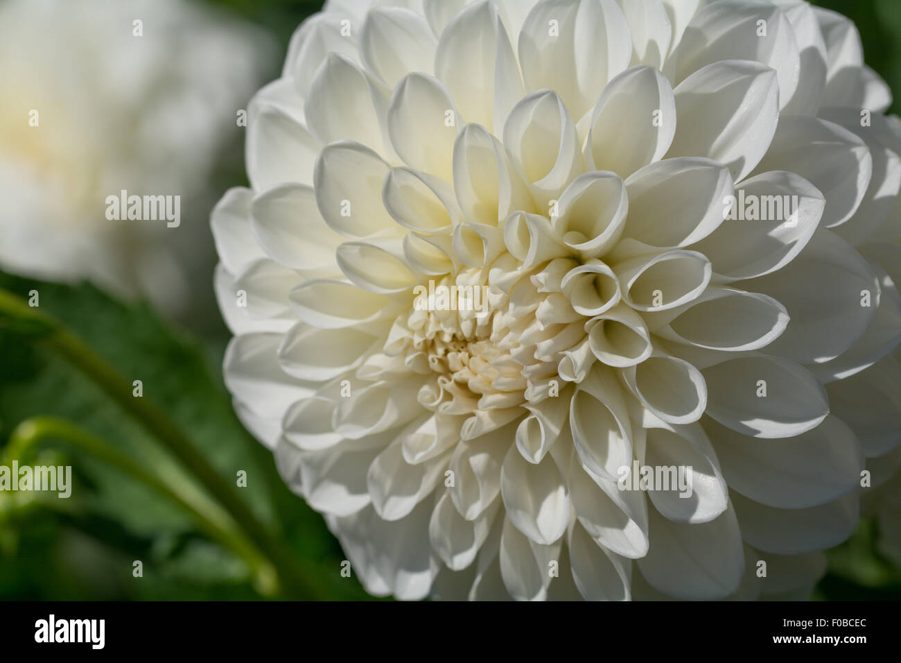 Dahlia Brookside Snowball Stock Photo - Alamy