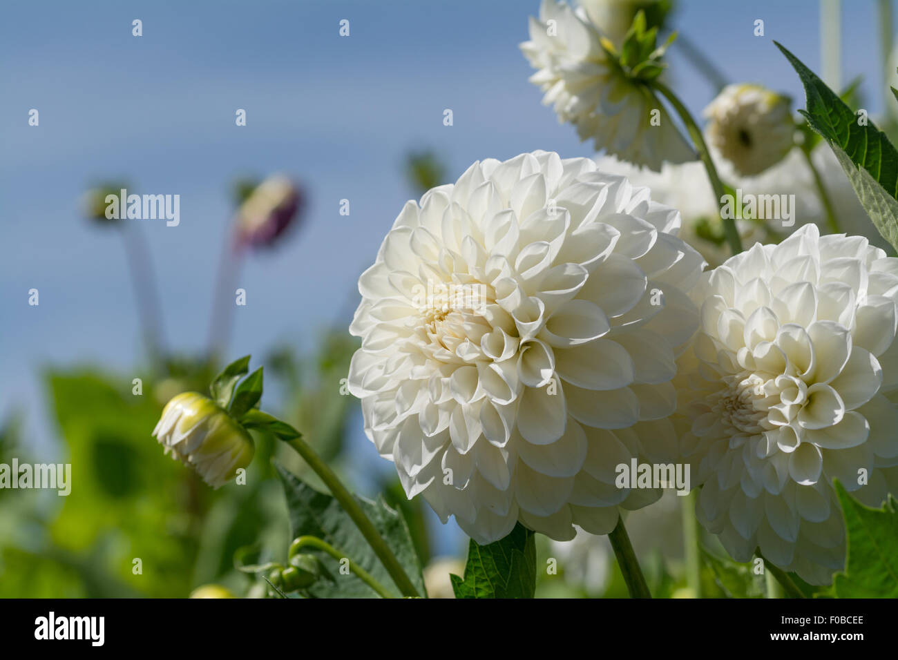 Dahlia Brookside Snowball Stock Photo - Alamy