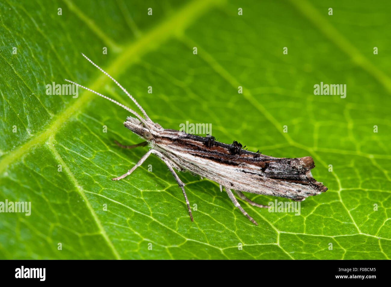 Micro moth (Ypsolopha scabrella) adult perched on a leaf in a garden in Thirsk, North Yorkshire. July. Stock Photo