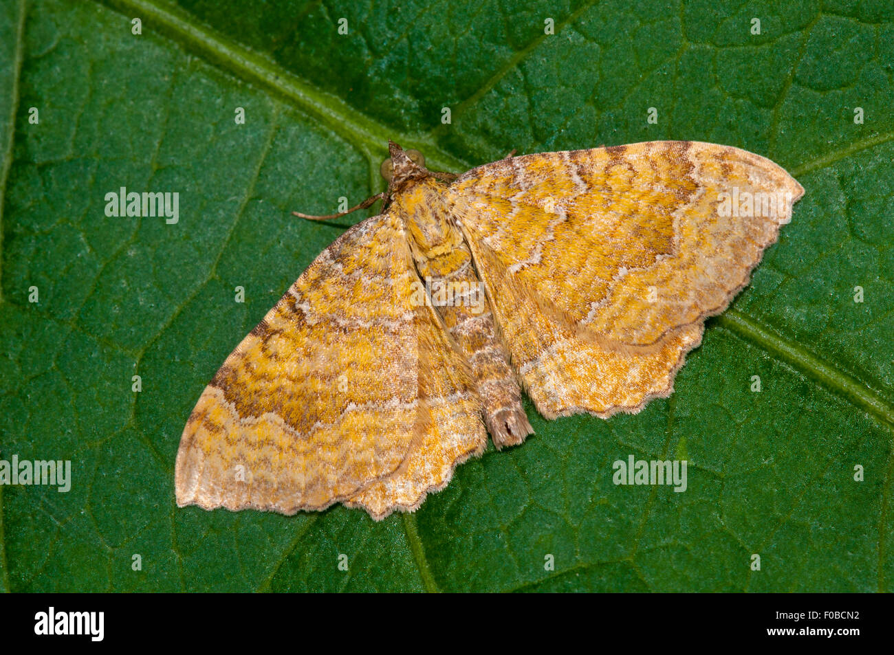 Yellow shell (Camptogramma bilineata) adult perched on a leaf in a garden in Thirsk, North Yorkshire. July. Stock Photo