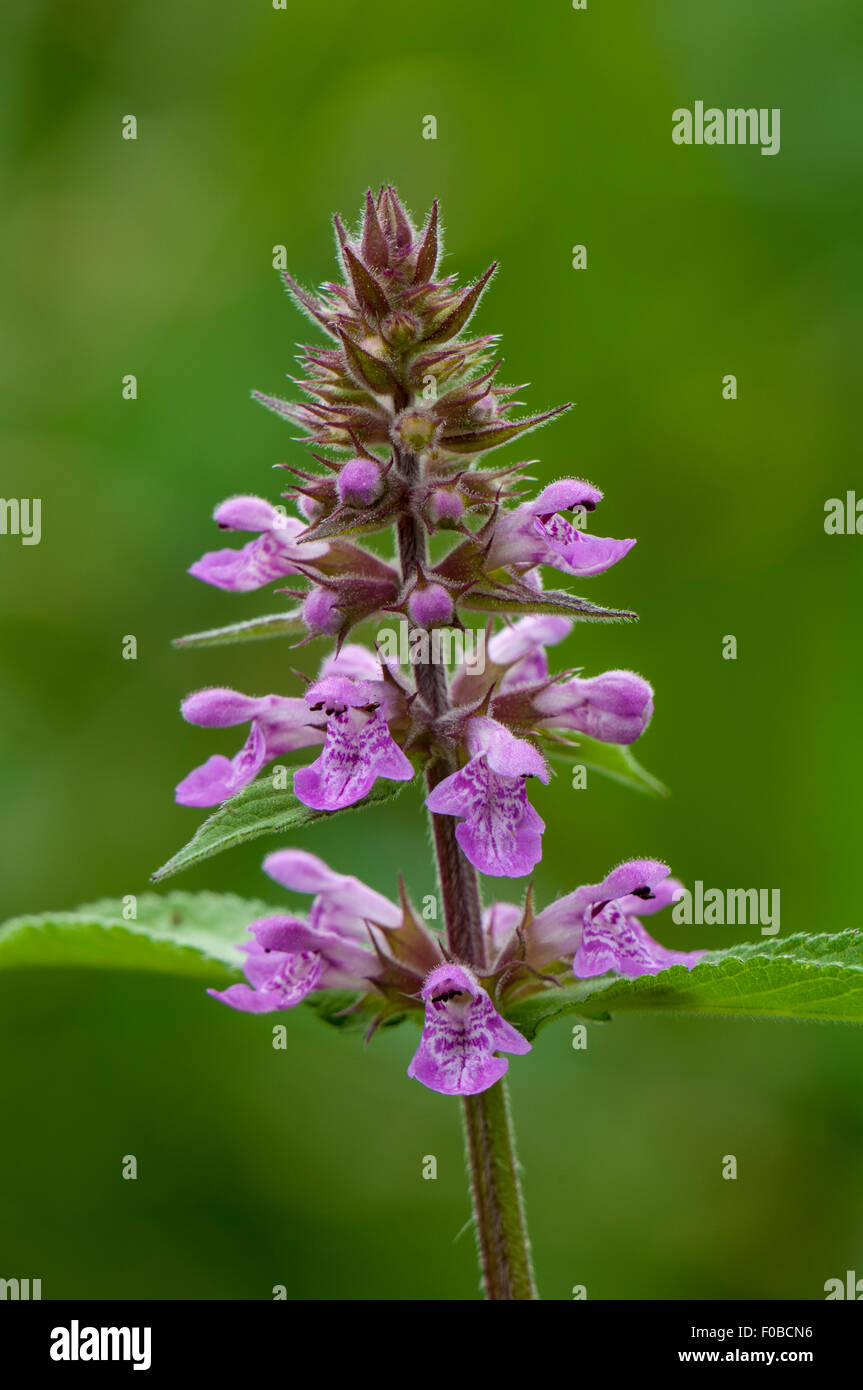 Marsh woundwort (Stachys palustris) flowering at Staveley Nature Reserve, North Yorkshire. July. Stock Photo