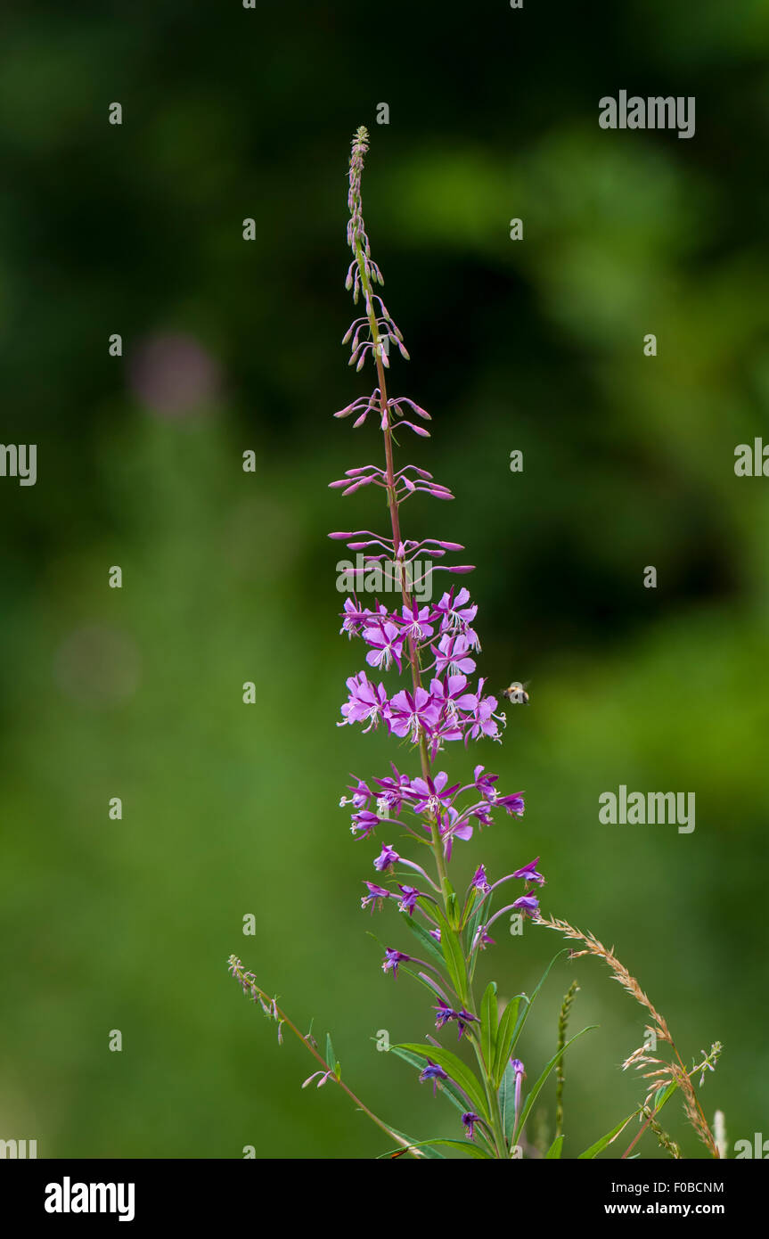 A flower spike of rosebay willowherb (Chamerion angustifolium) growing at Staveley Nature Reserve, North Yorkshire. July. Stock Photo