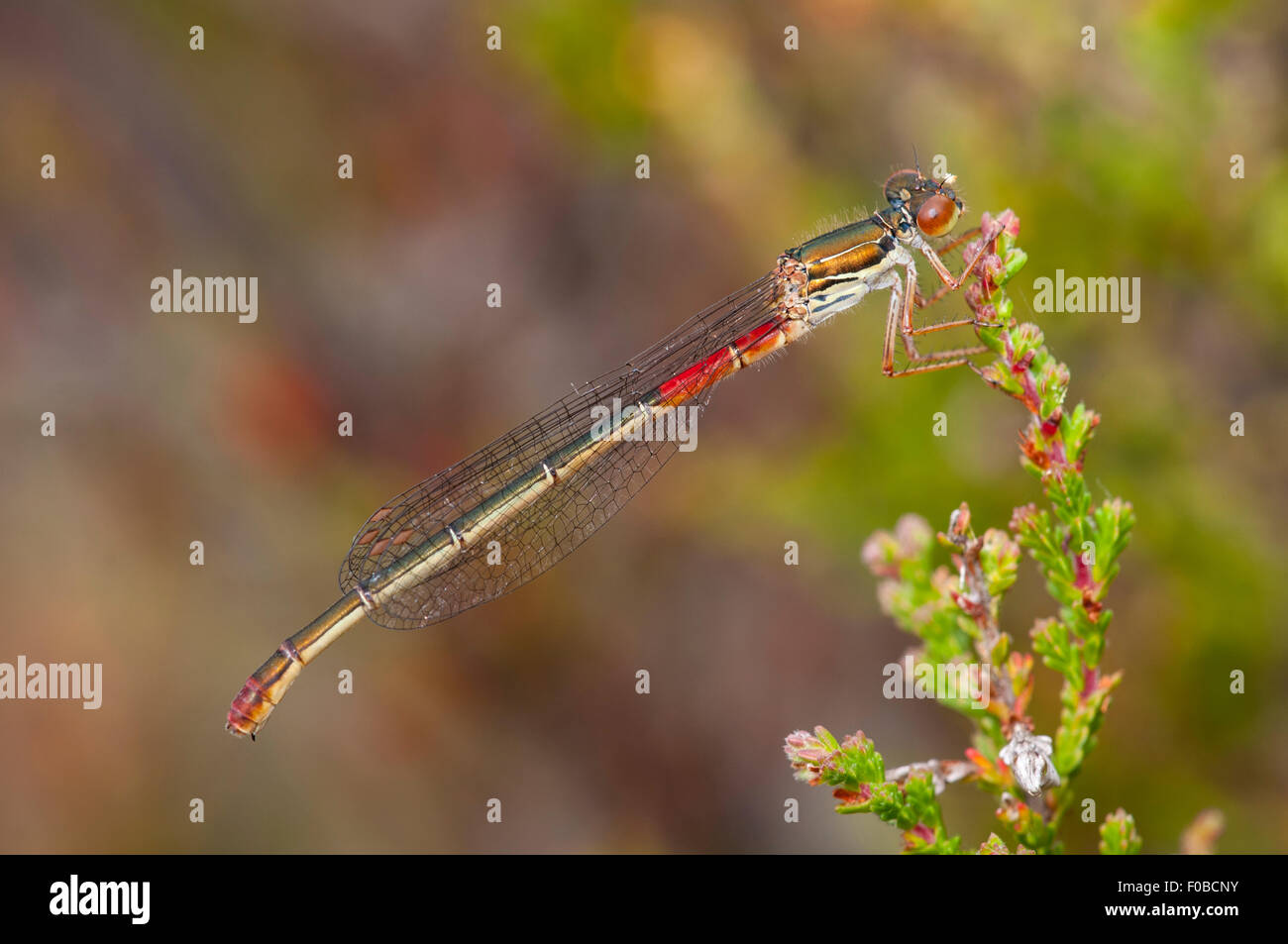 Small red damselfly (Erythromma viridulum) adult female perched on a ...
