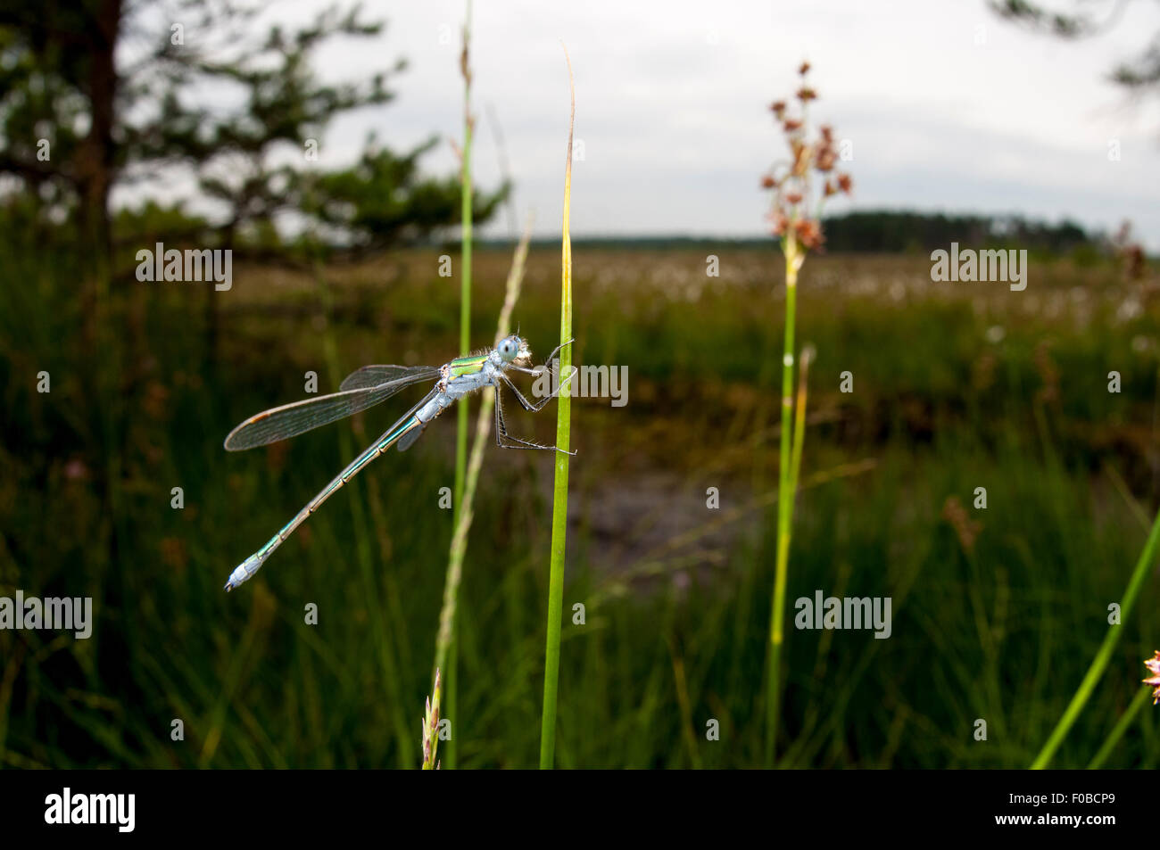 Emerald damselfly (Lestes sponsa) adult male perched on a reed at Thursley Common National Nature Reserve, Surrey. July. Stock Photo