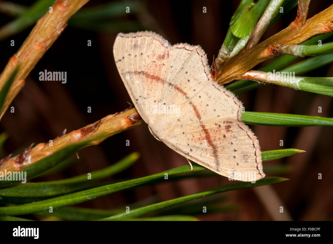 Maiden's Blush (Cyclophora punctaria) adult perched on the needles of a pine tree at Thursley Common National Nature Reserve, Su Stock Photo