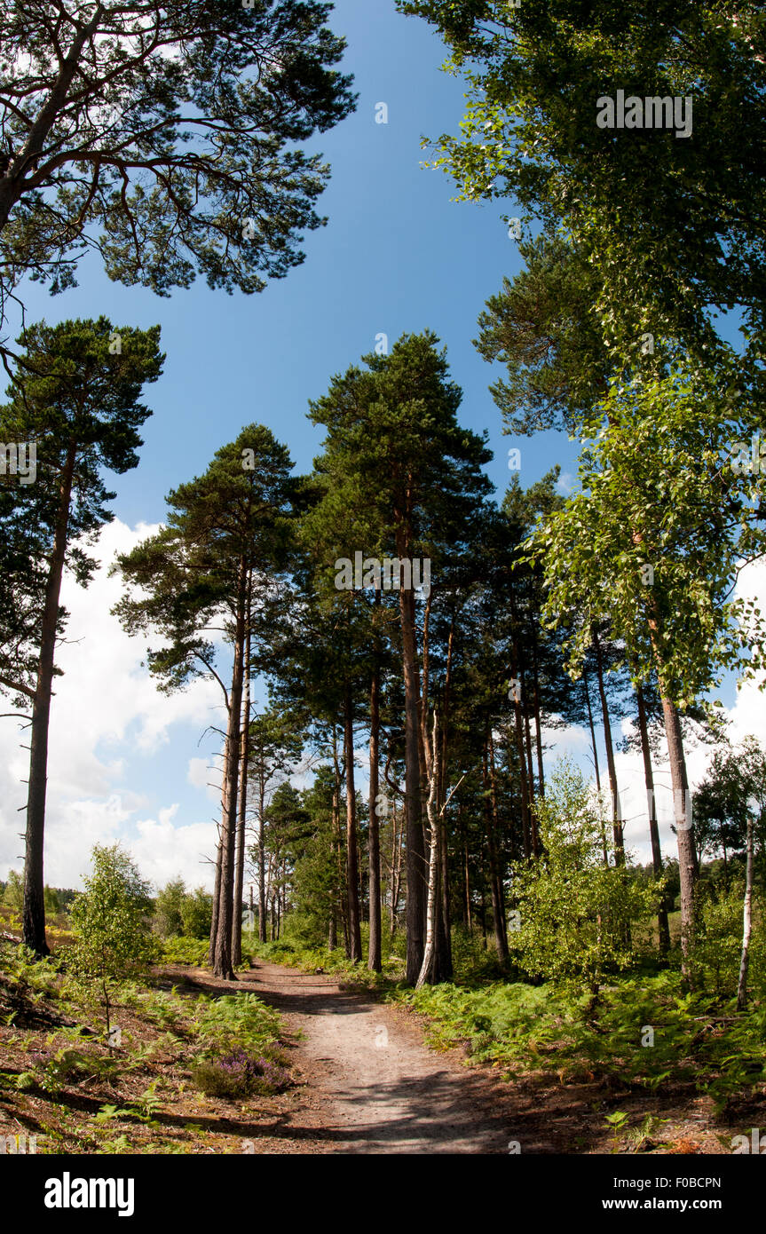 A view of one of the sandy trails across Thursley Common, flanked by pine and silver birch trees. Thursley Common National Natur Stock Photo