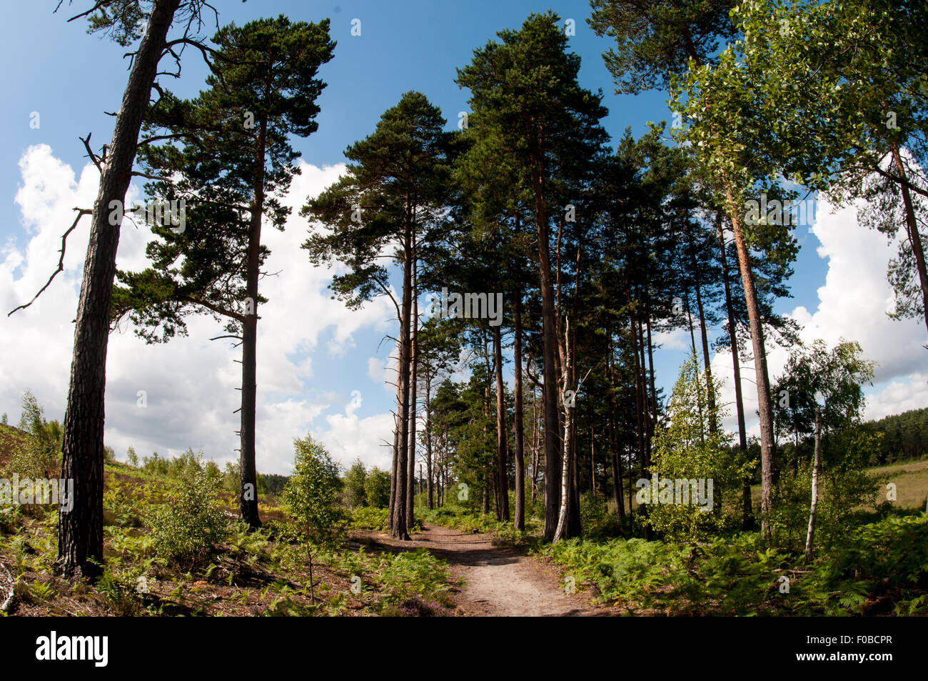 A view of one of the sandy trails across Thursley Common, flanked by pine and silver birch trees. Thursley Common National Natur Stock Photo