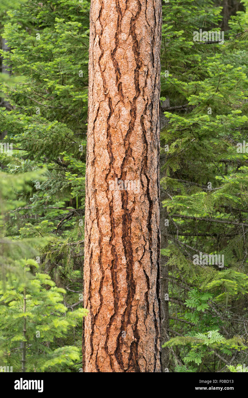 Ponderosa pine tree trunk, Wallowa Mountains, Oregon. Stock Photo