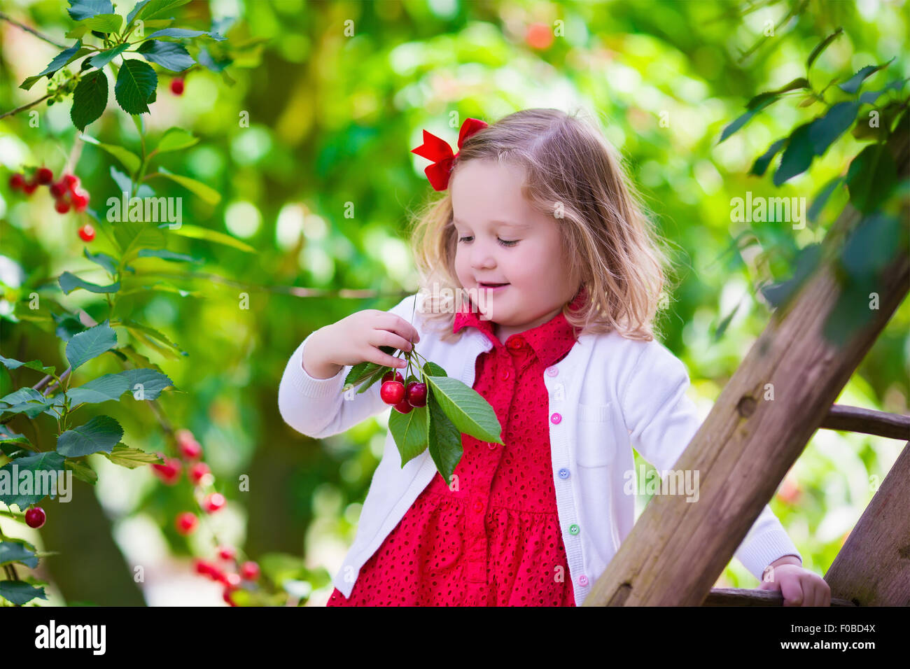 Kids picking cherry on a fruit farm. Children pick cherries in summer