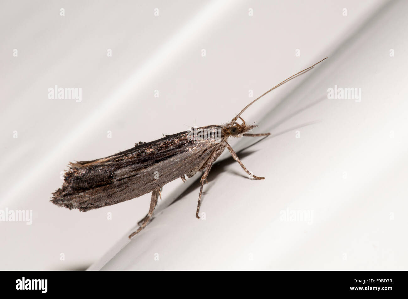 Micro moth Ypsolopha scabrella adult perched on a window frame in a house in Sowerby, North Yorkshire. August. Stock Photo