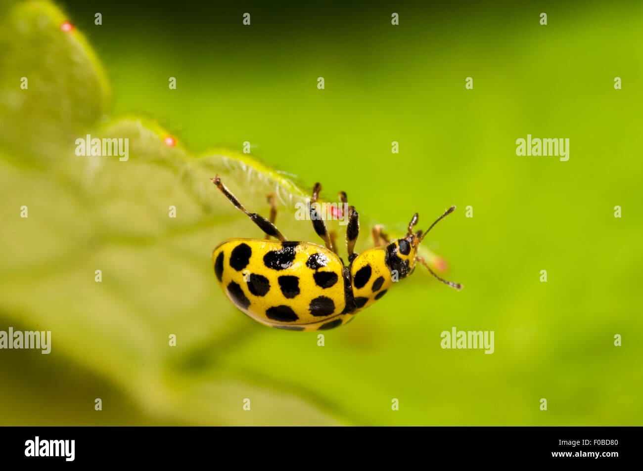 22 spot ladybird (psyllobora 22-punctata) adult clambering over a leaf ...