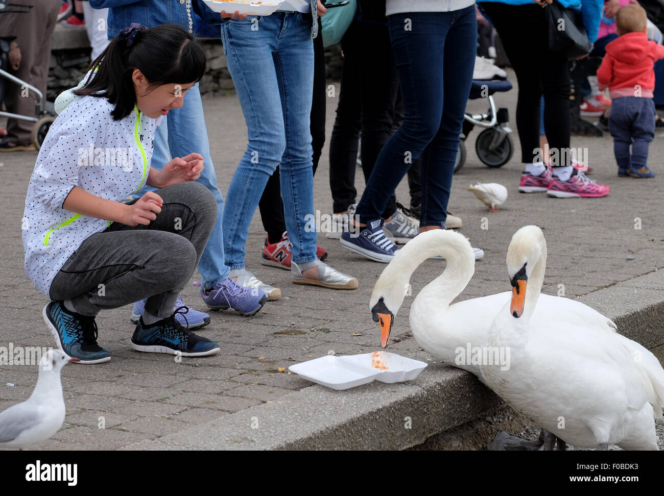 Tourists at Bowness-On-Windermere feeding the swans and birds chips end up loosing most of their meal Stock Photo