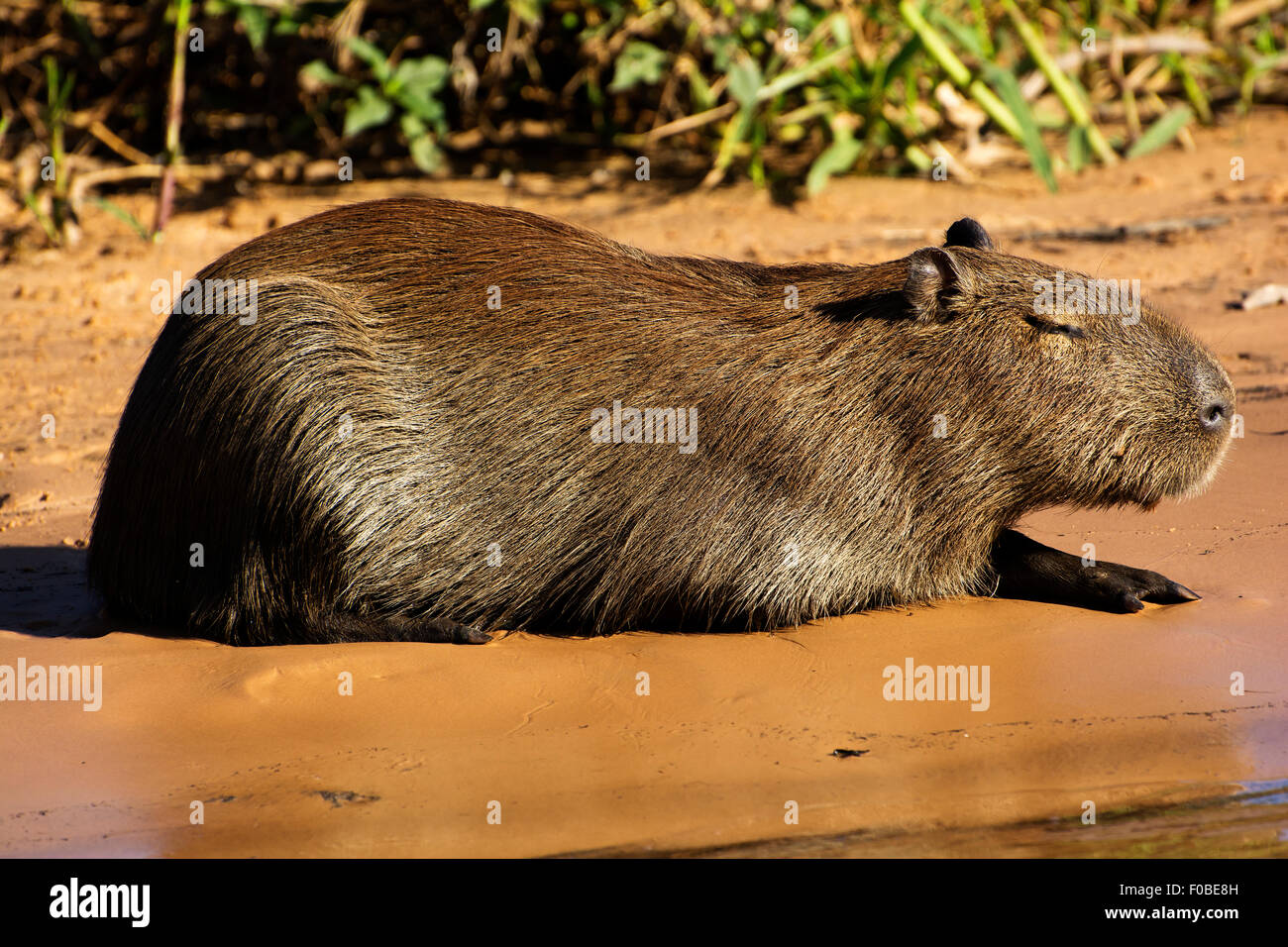 Largest Rodents in the World