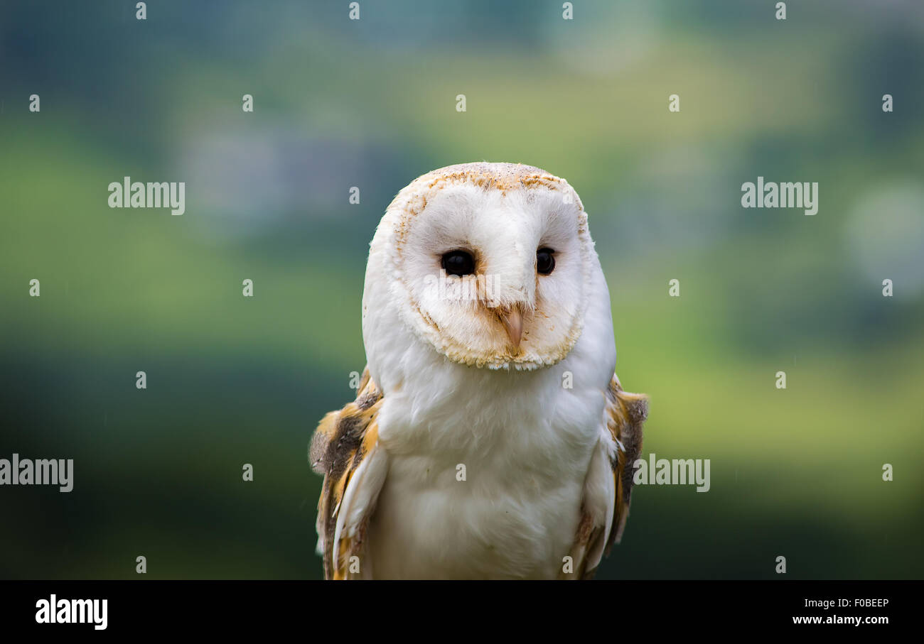 Close up of a barn Owl Face Stock Photo