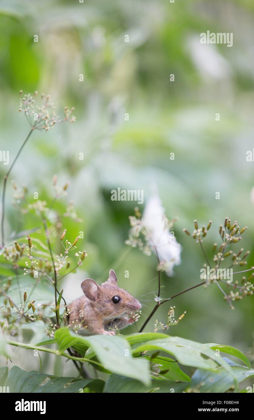 Field mouse eating in natural environment Stock Photo Biology Diagrams