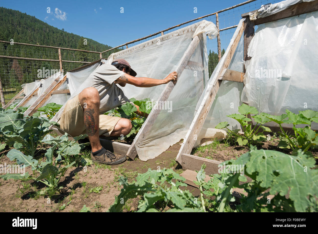 Gardener weeding cold frames in the garden of the Minam River lodge in Oregon's Wallowa Mountains. Stock Photo