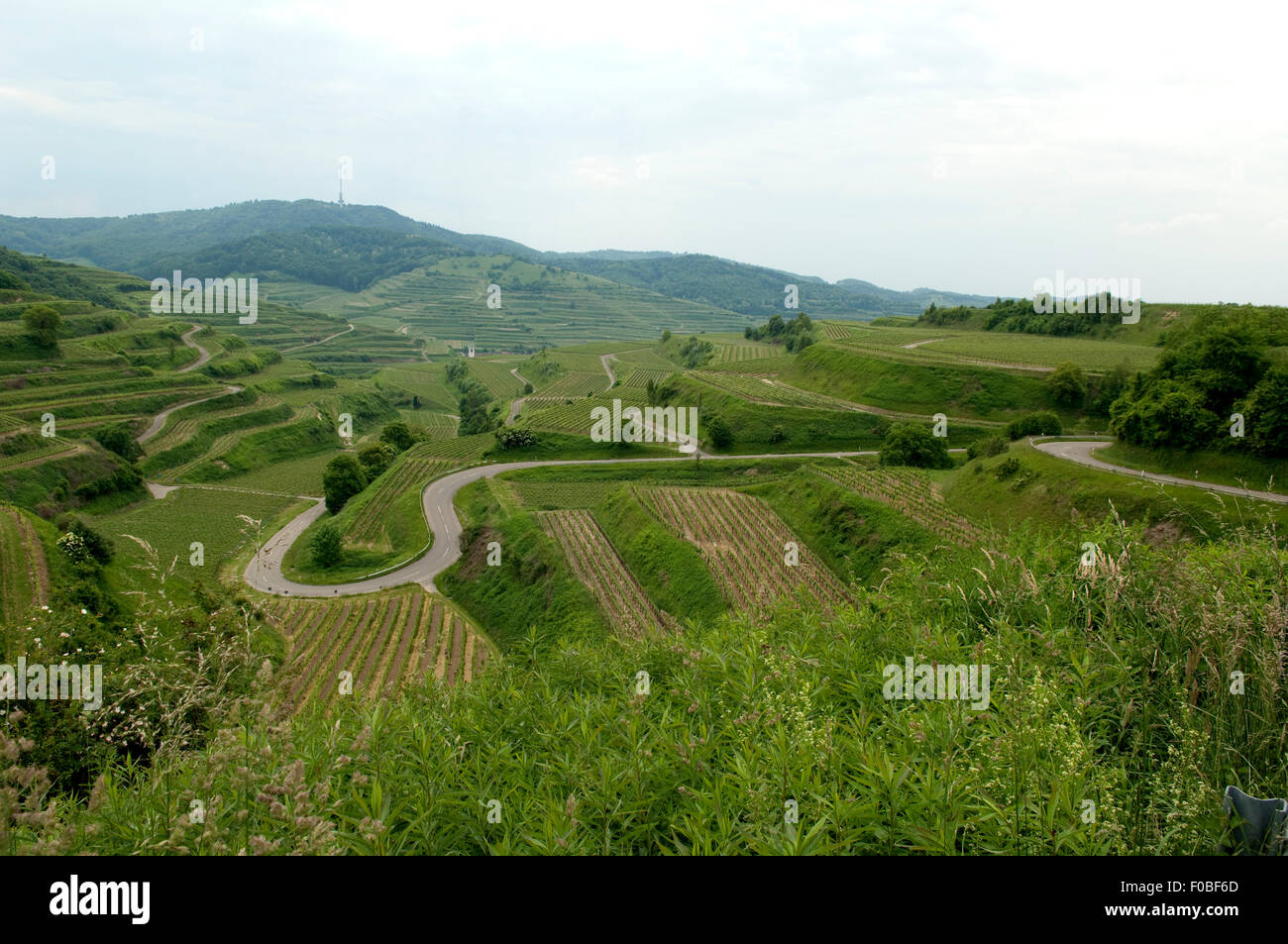 Weinterrassen, Weinanbaugebiet, Weinberg, Terrassen, Kaiserstuhl Stock Photo