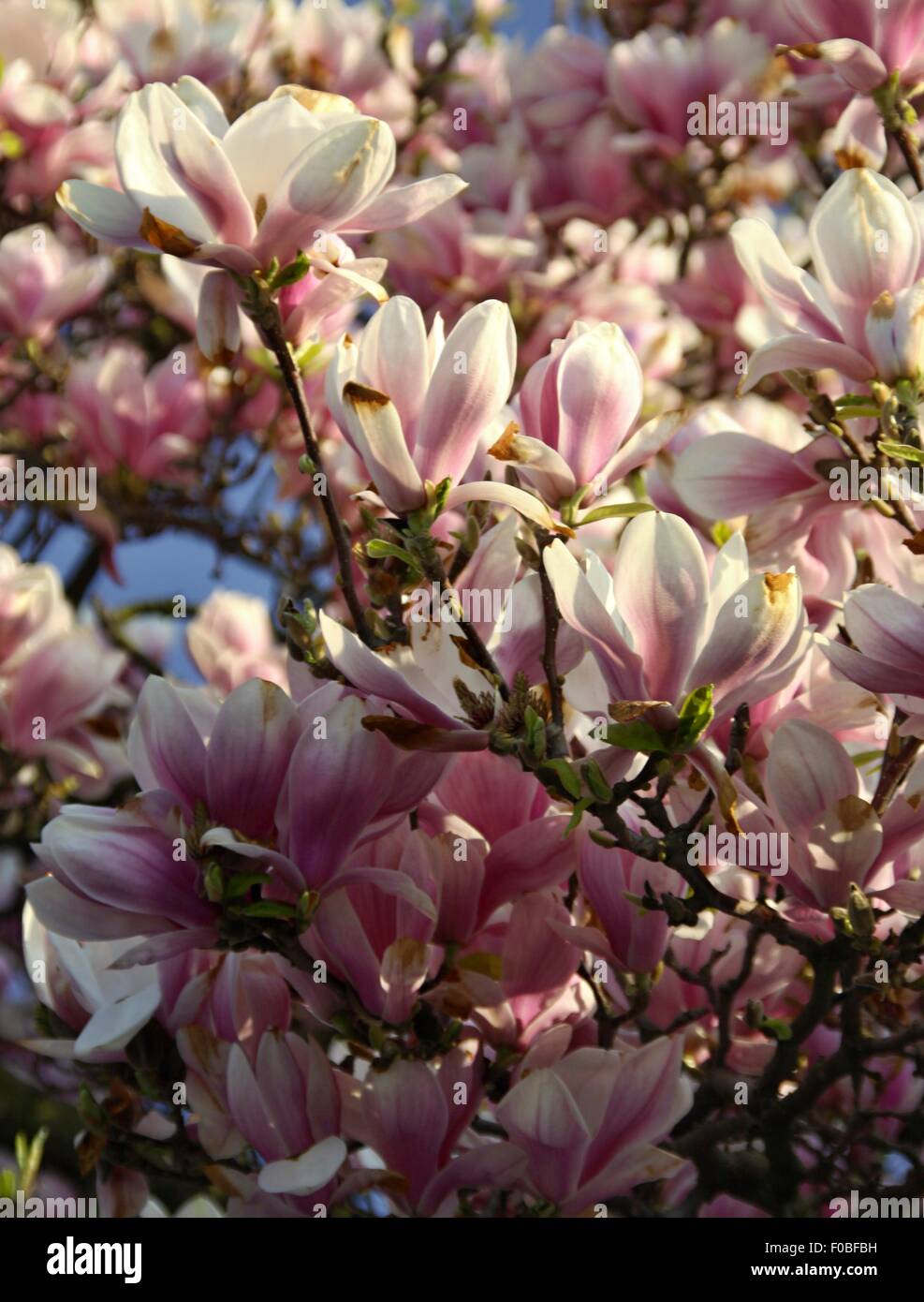 Pink magnolia tree hi-res stock photography and images - Alamy