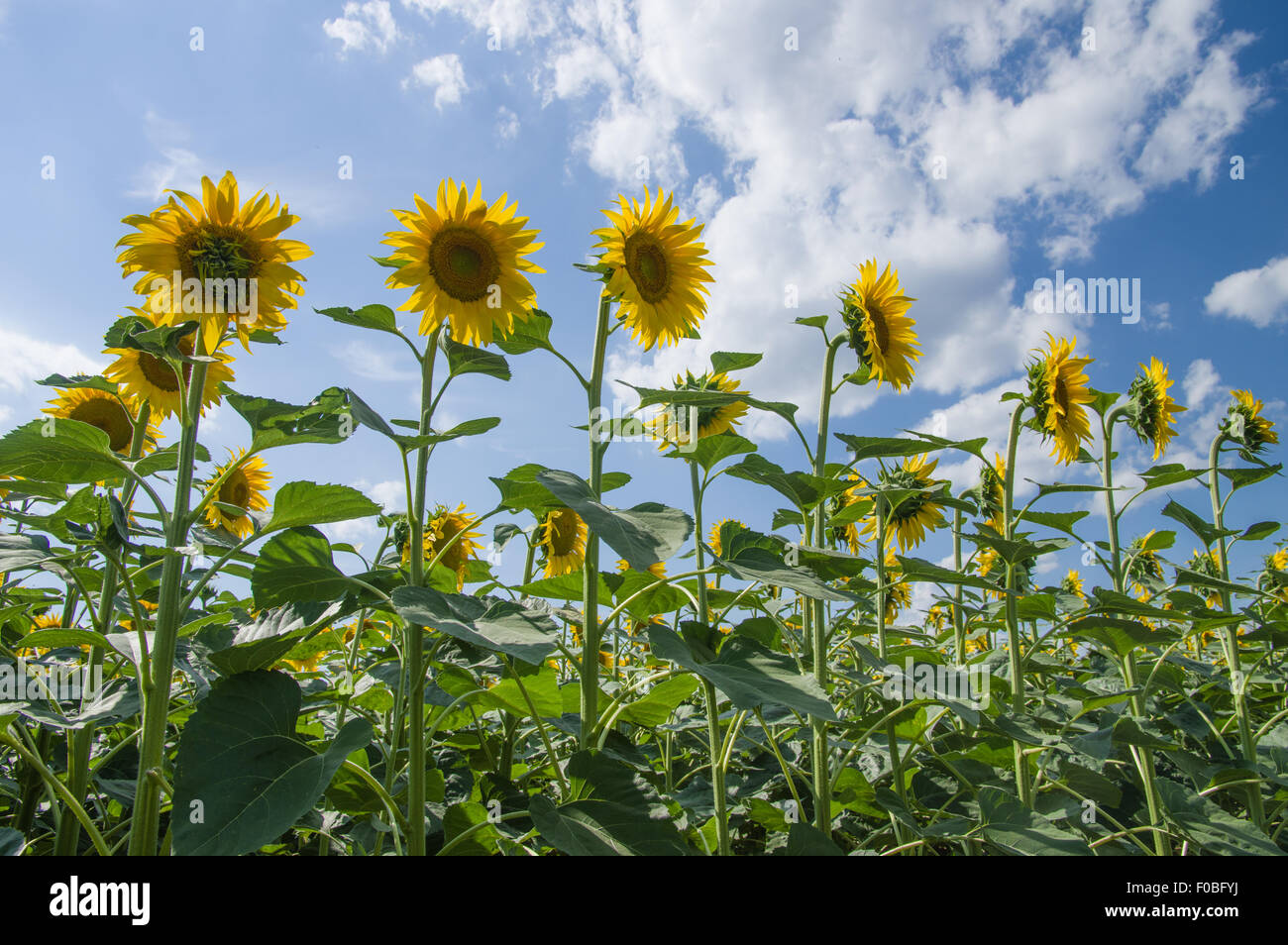 Sunflowers field in summer, Tuscany Stock Photo - Alamy
