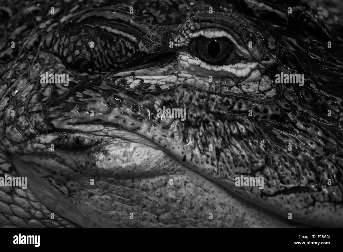 Close-up of  alligator's eye at Reptile zoo Stock Photo