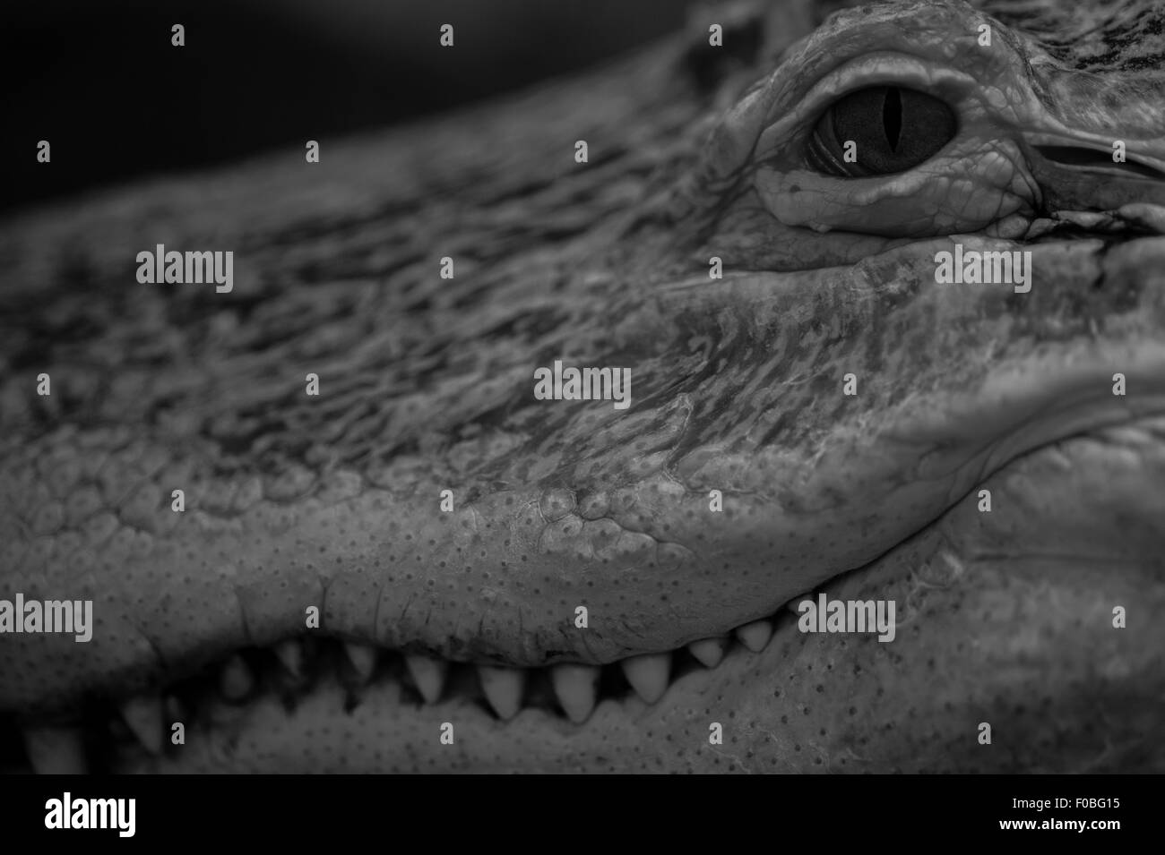 Close-up of  alligator's eye at Reptile zoo showing teeth Stock Photo