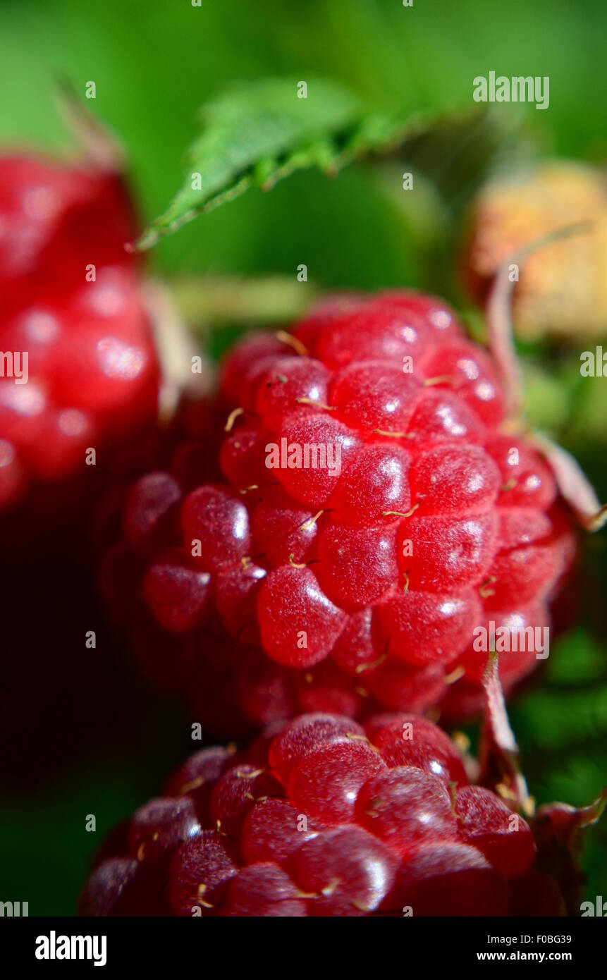 The Raspberry ripe berries, fruit, bush, red, close up Stock Photo - Alamy