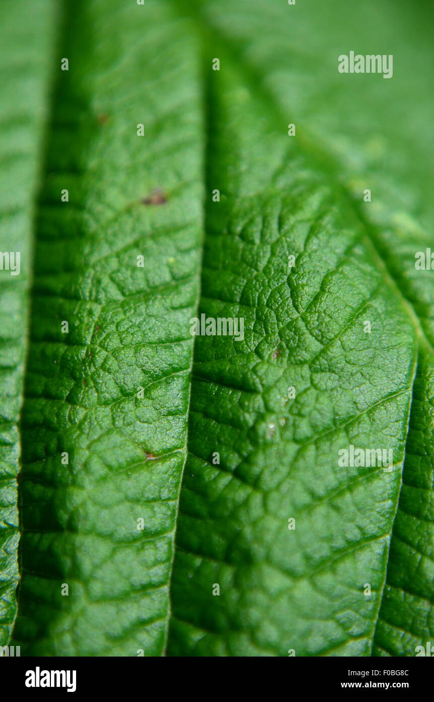 mint leaf, close up green background Stock Photo