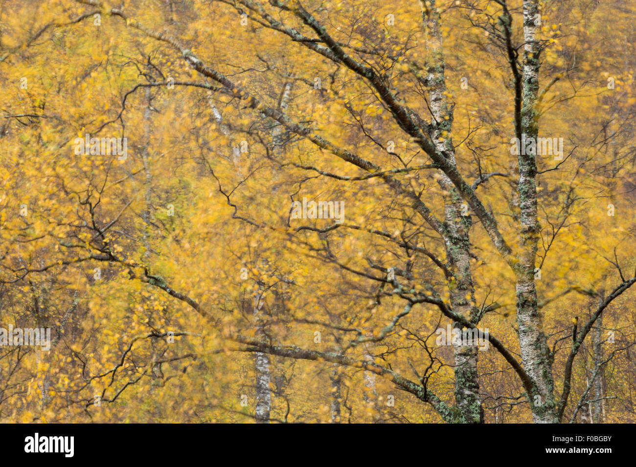 Autumn leaves blowing in wind, Scotland Stock Photo