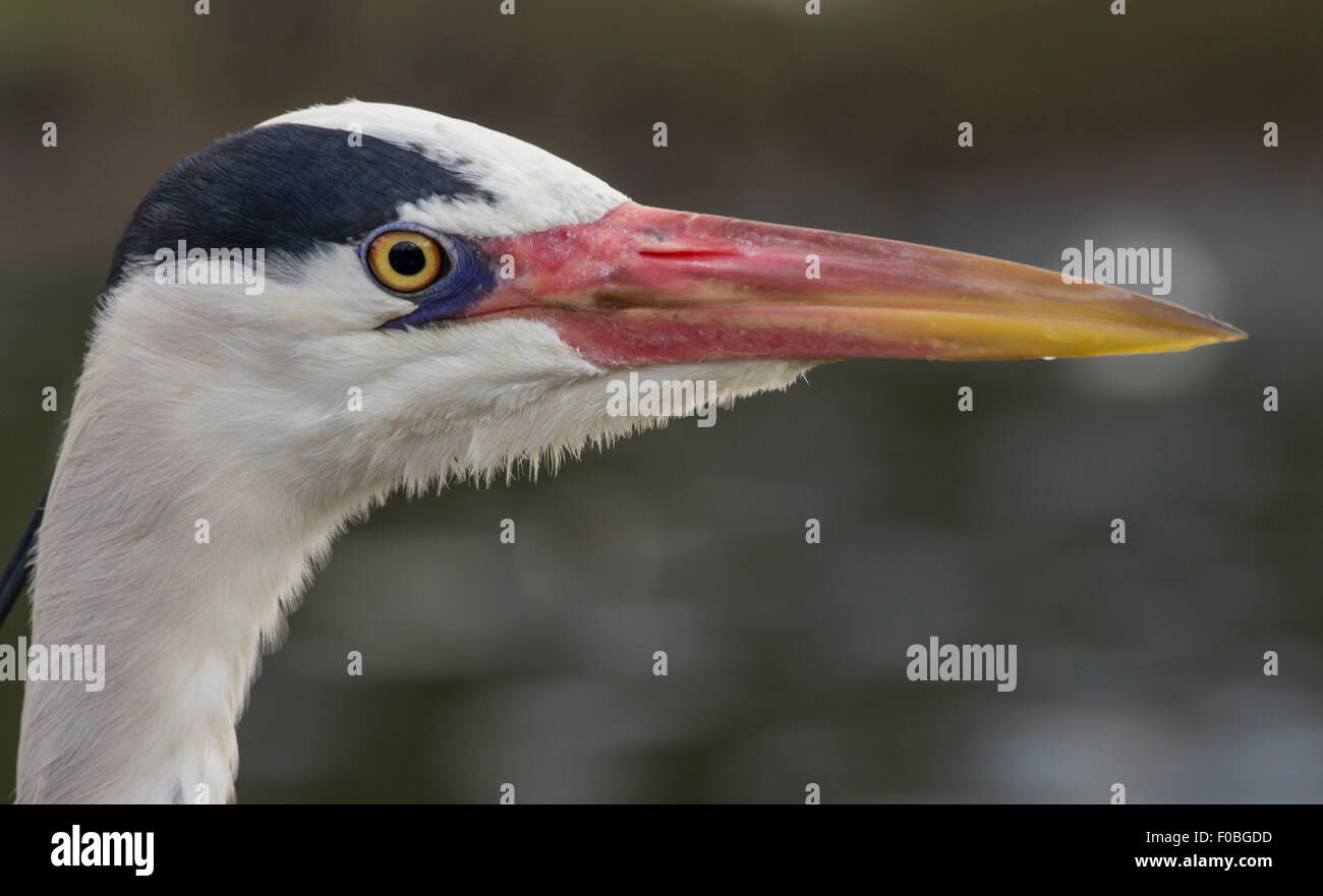 Grey heron close up of head Stock Photo