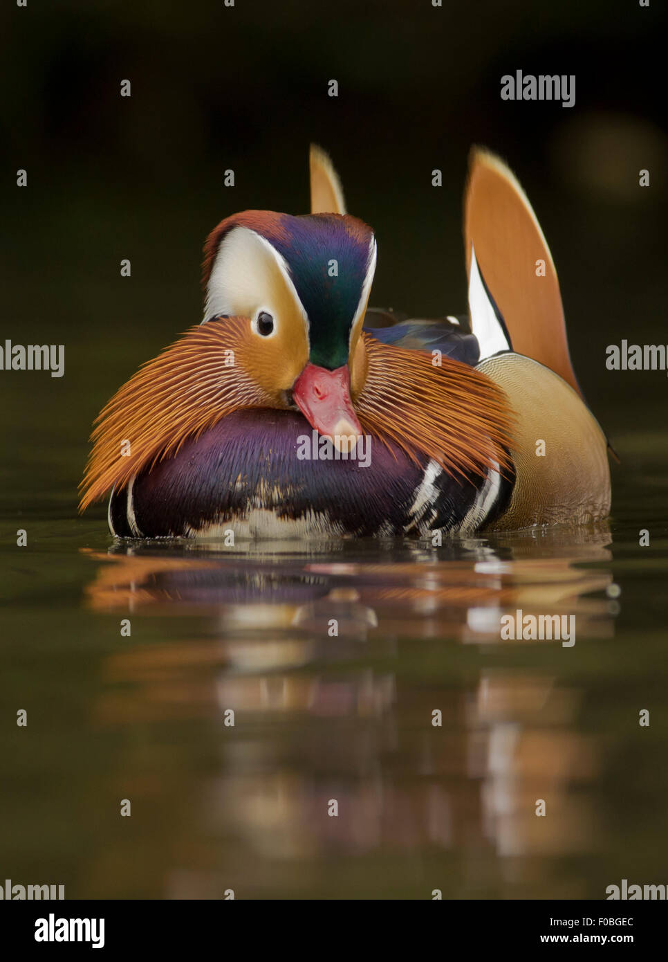 Mandarin duck Aix galericulata male with reflection Stock Photo
