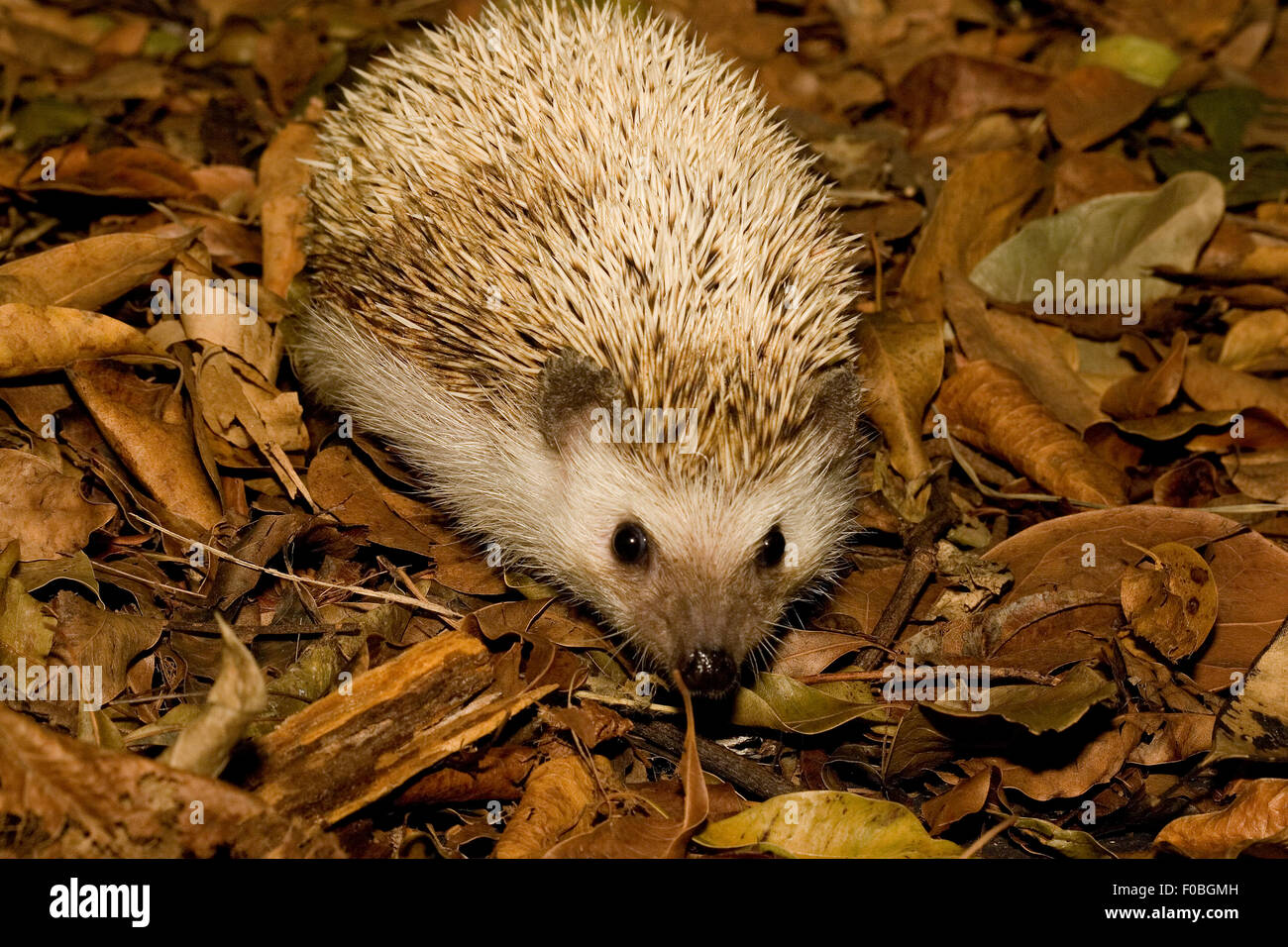 A cute Hedgehog foraging in leaf litter Stock Photo Alamy