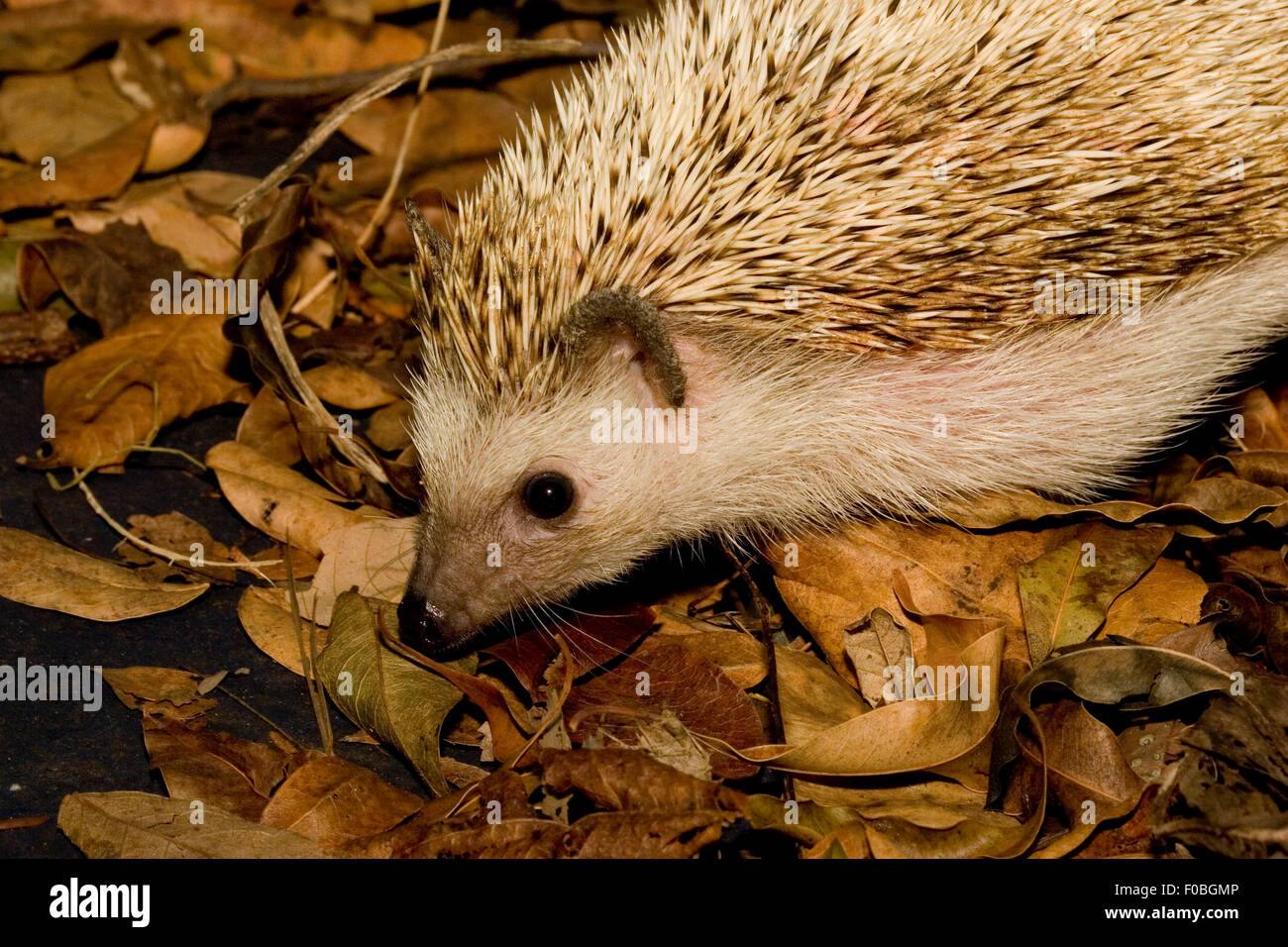 Cute hedgehog hires stock photography and images Alamy
