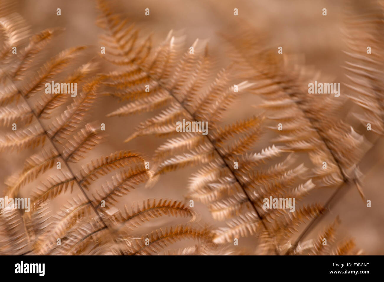 Bracken (Pteridium aquilinum) close-up in late autumn Stock Photo
