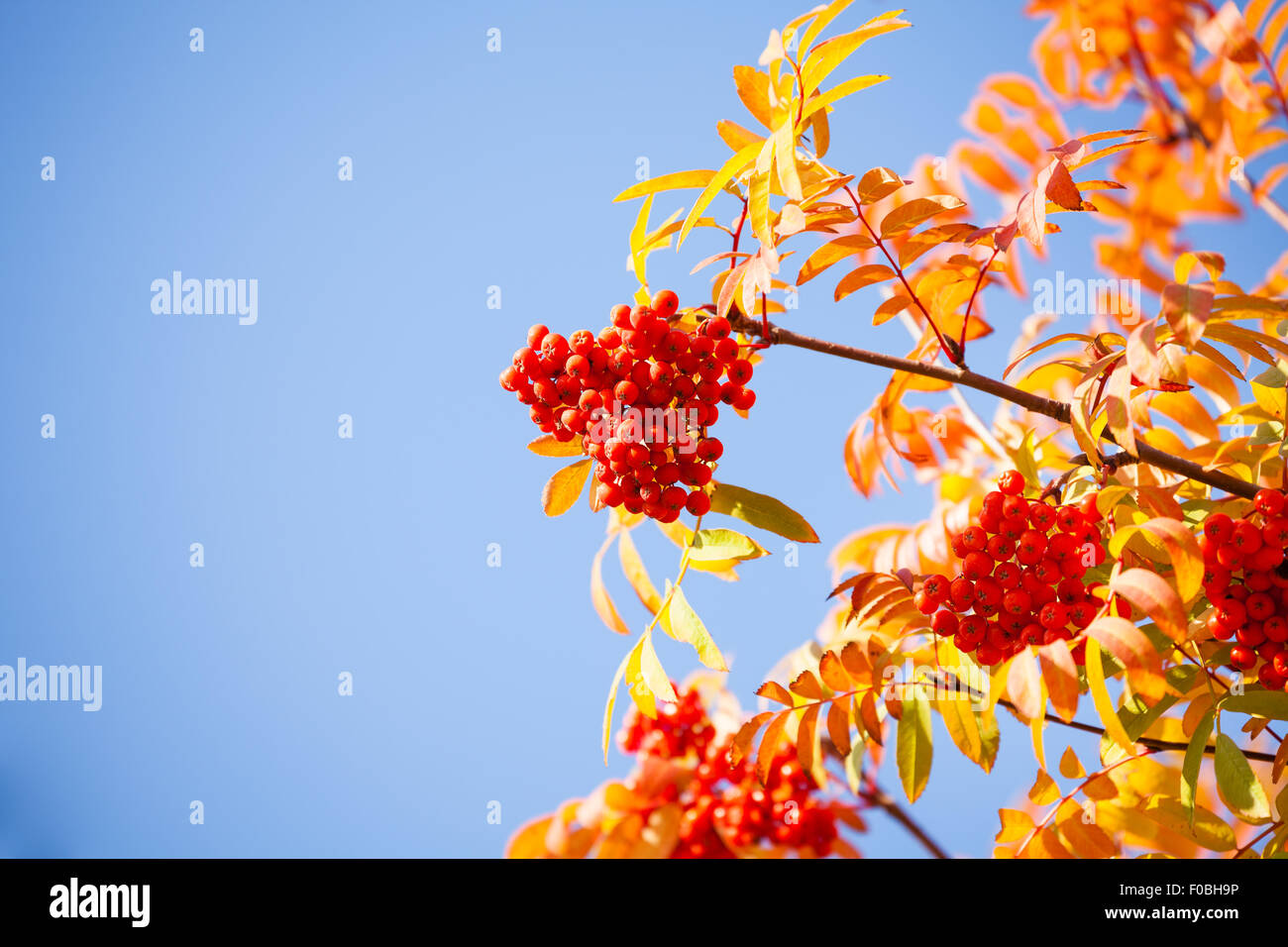 Rowan berries and leaves over blue sky Stock Photo - Alamy