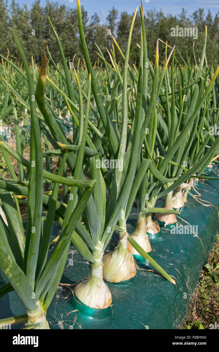 'Ailsa Craig'  White Onions maturing in row planting. Stock Photo