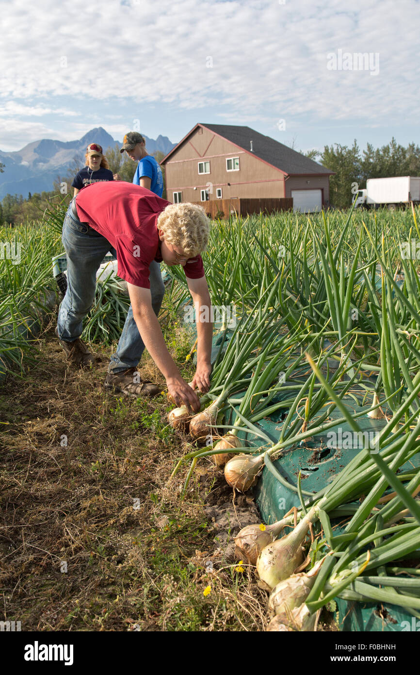 Young farmers harvesting Ailsa Craig Onions. Stock Photo