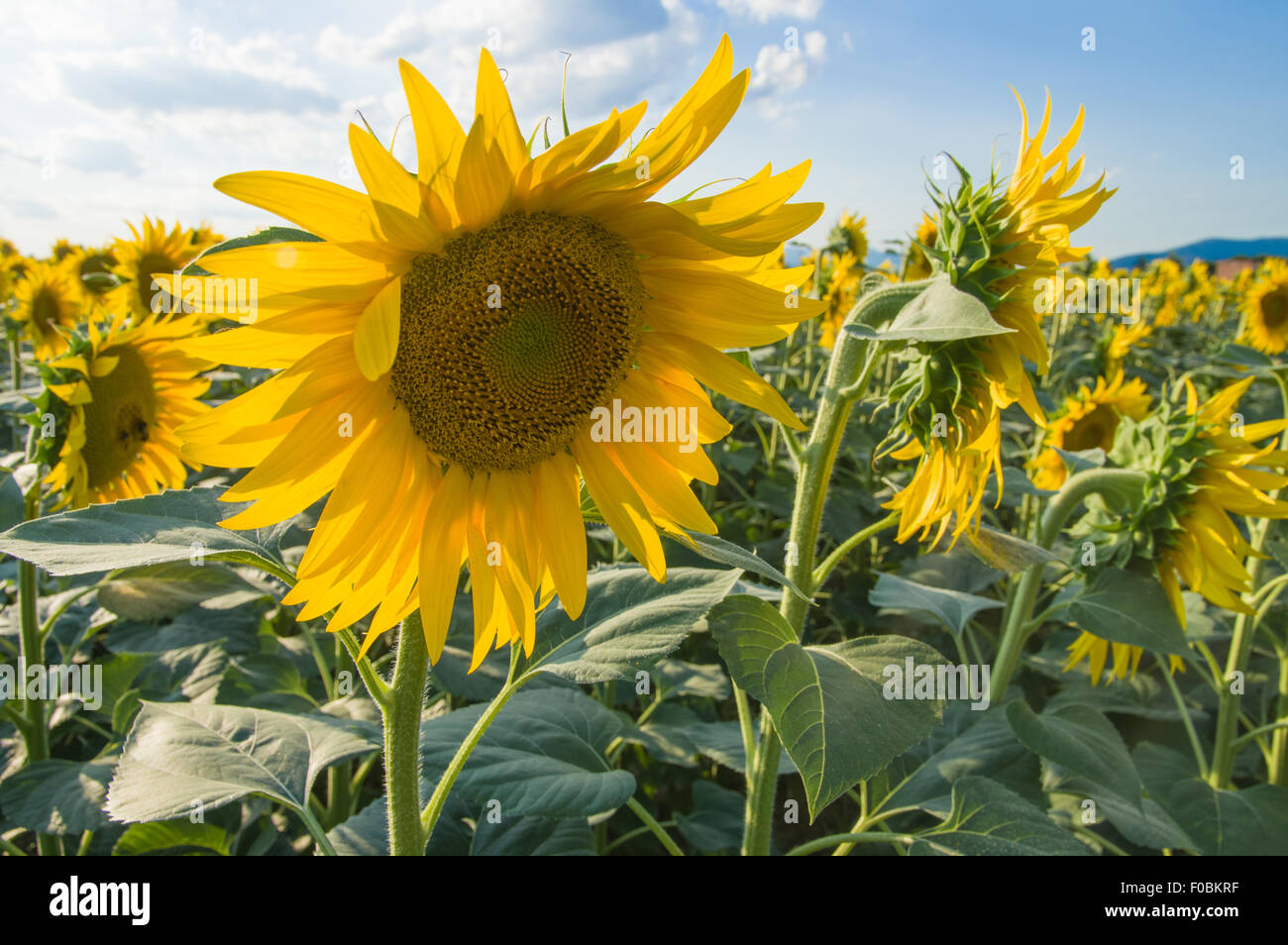 Sunflowers field in summer, Tuscany Stock Photo - Alamy