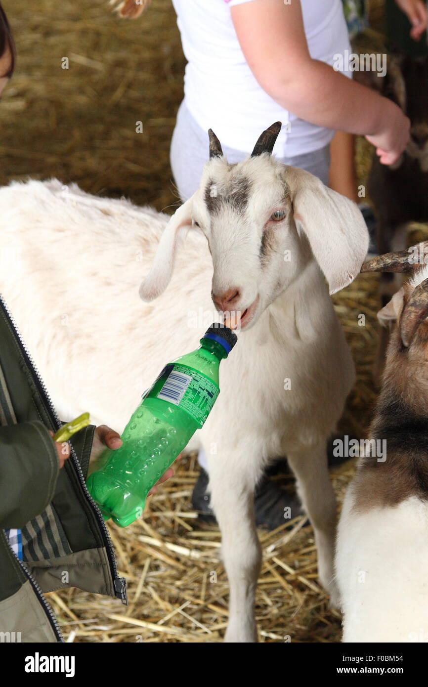 Child feeding a goat using bottle Stock Photo Alamy