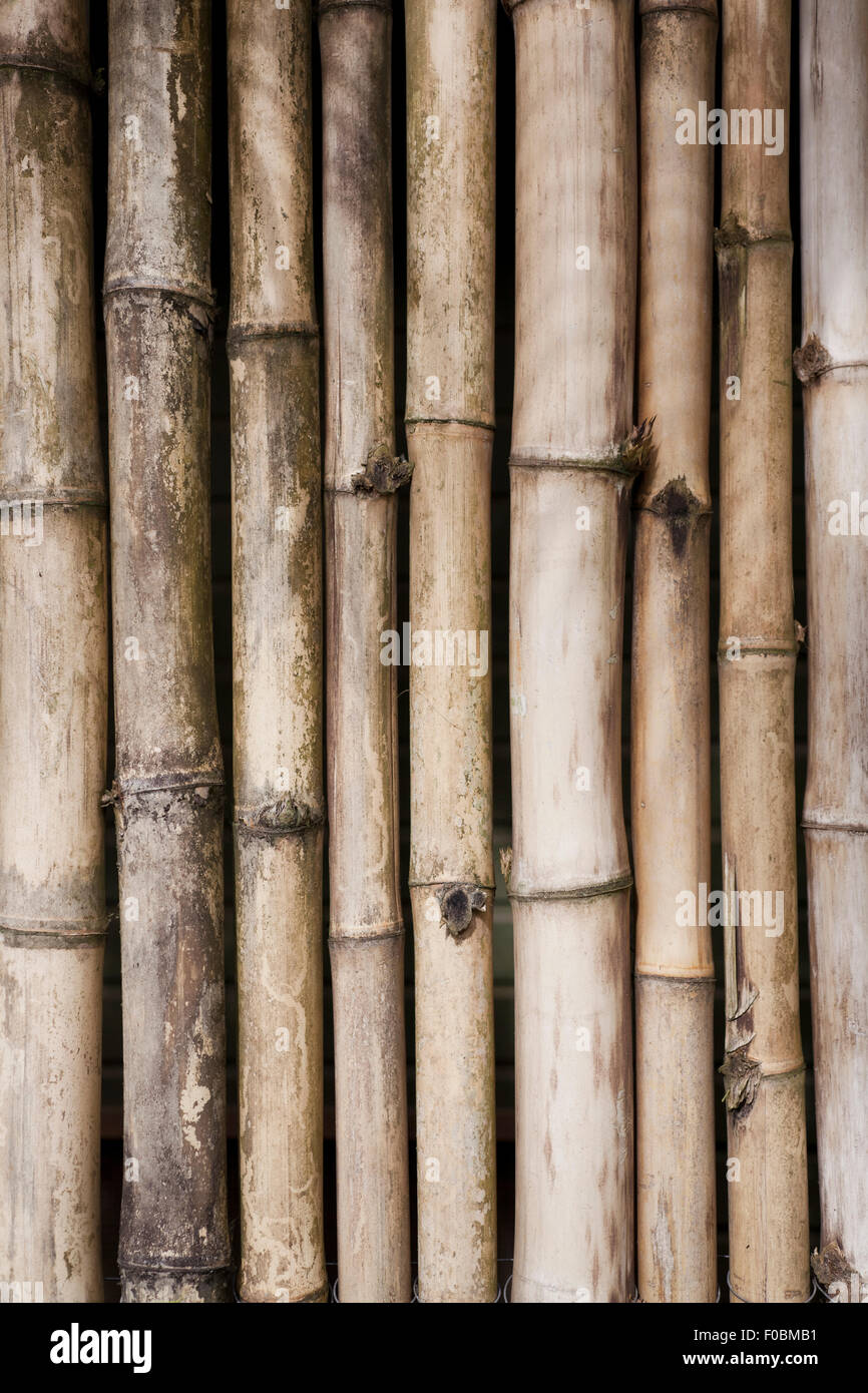 bamboo screen wall background Stock Photo - Alamy