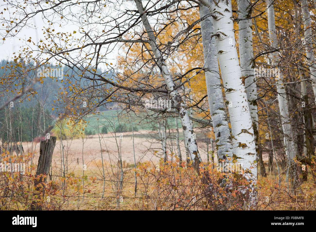 Birch trees with fall colors losing their leaves in a country setting