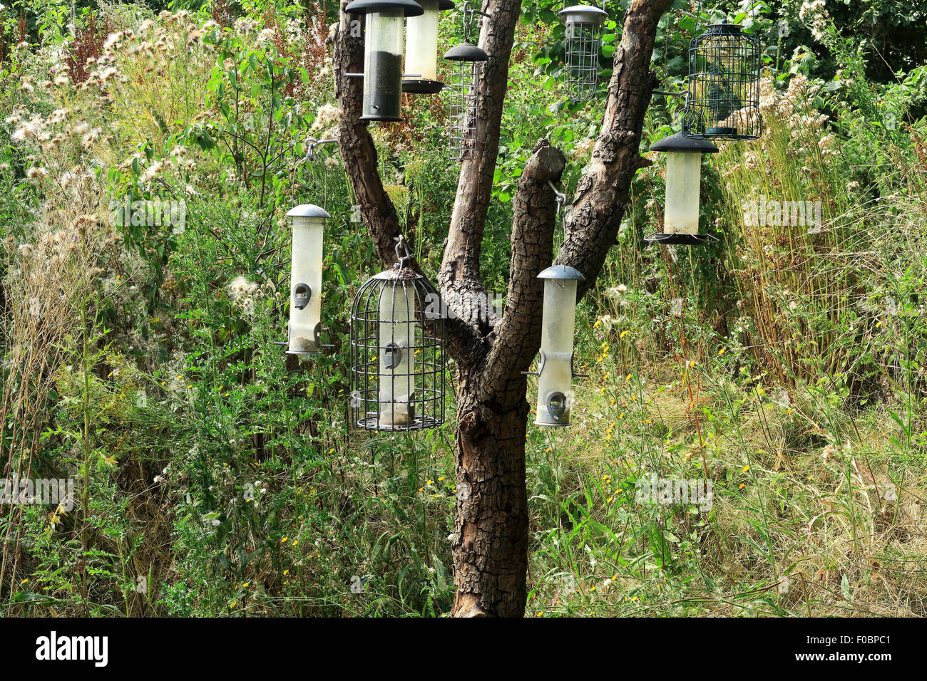 Hanging bird feeders hires stock photography and images Alamy