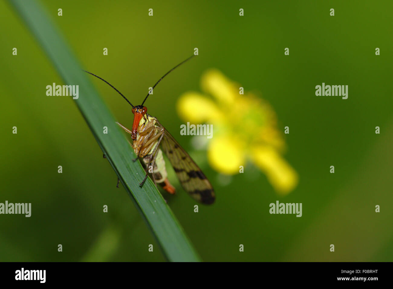 Scorpion fly on a strand of grass with yellow flower Stock Photo