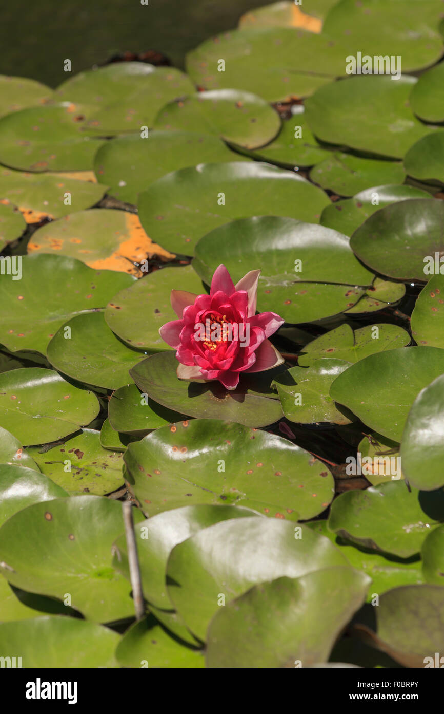 Pink / red water lily on top of a koi pond in Southern California Stock Photo