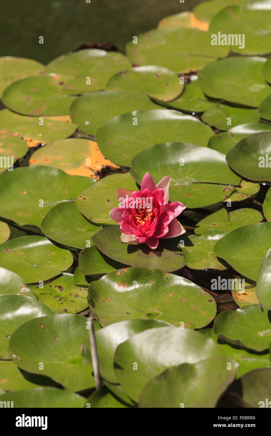 Pink / red water lily on top of a koi pond in Southern California Stock Photo